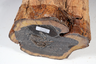 African Blackwood 330x150 mm - Gren0392