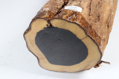 African Blackwood 465x130 mm - Gren0614