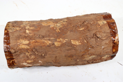 Stammabschnitt Karelische Maserbirke 275x125mm - KarMB2771