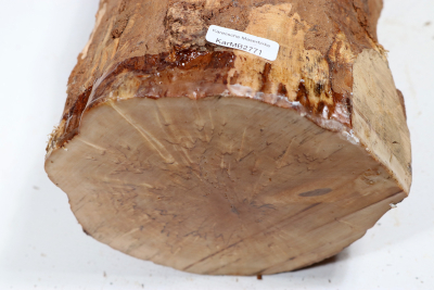 Stammabschnitt Karelische Maserbirke 275x125mm - KarMB2771