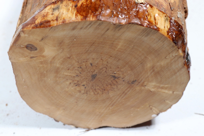 Stammabschnitt Karelische Maserbirke 275x125mm - KarMB2771