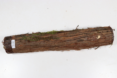 Juniper french 315x50mm - Wach0492