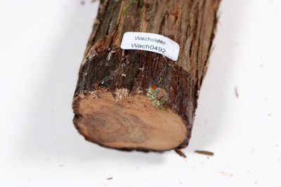 Juniper french 315x50mm - Wach0492