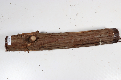 Stammabschnitt franz. Wacholder 320x45mm - Wach0483