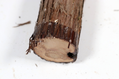 Stammabschnitt franz. Wacholder 320x45mm - Wach0483