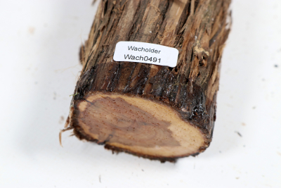 Stammabschnitt franz. Wacholder 320x50mm - Wach0491