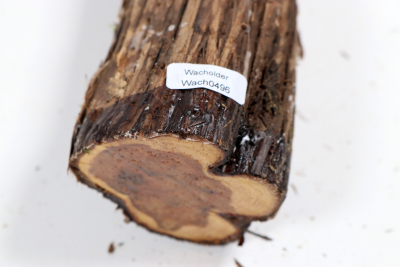 Juniper french 330x60mm - Wach0496