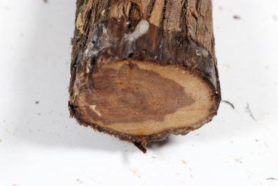 Juniper french 330x60mm - Wach0496