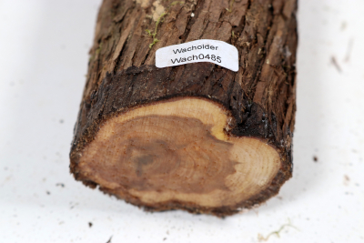 Juniper french 330x65mm - Wach0485