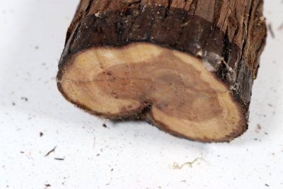 Stammabschnitt franz. Wacholder 330x65mm - Wach0485 Stammabschnitt franz. Wacholder 330x65mm - Wach0485