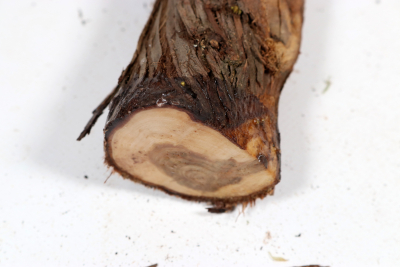 Juniper french 335x45mm - Wach0488