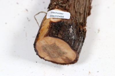 Juniper french 335x45mm - Wach0488