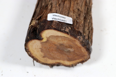 Juniper french 355x60mm - Wach0481