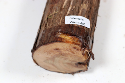 Juniper french 370x60mm - Wach0486