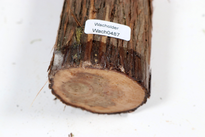 Stammabschnitt franz. Wacholder 390x60mm - Wach0487