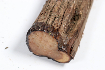 Juniper french 420x50mm - Wach0495