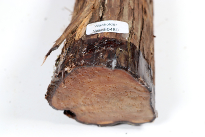 Juniper french 420x60mm - Wach0489