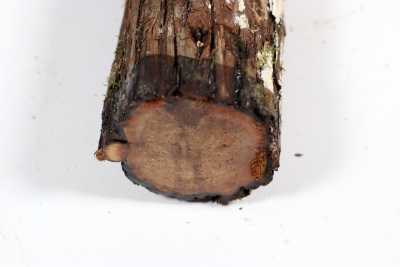 Juniper french 420x60mm - Wach0489 Juniper french 420x60mm - Wach0489