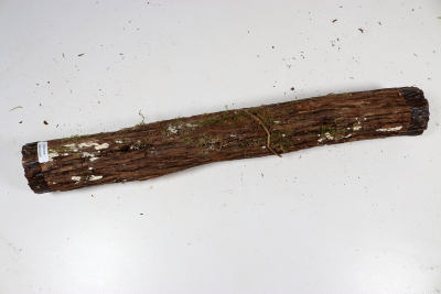 Juniper french 440x55mm - Wach0484