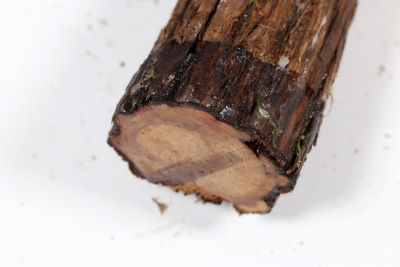 Juniper french 440x55mm - Wach0484