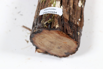 Juniper french 440x55mm - Wach0484 Juniper french 440x55mm - Wach0484