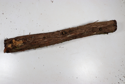 Stammabschnitt franz. Wacholder 460x50mm - Wach0497