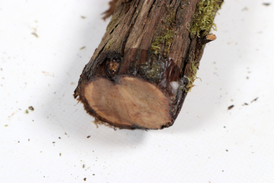 Juniper french 460x50mm - Wach0497 Juniper french 460x50mm - Wach0497