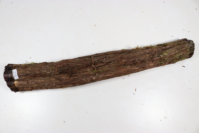 Stammabschnitt franz. Wacholder 470x55mm - Wach0494