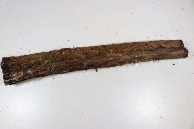 Stammabschnitt franz. Wacholder 470x55mm - Wach0494