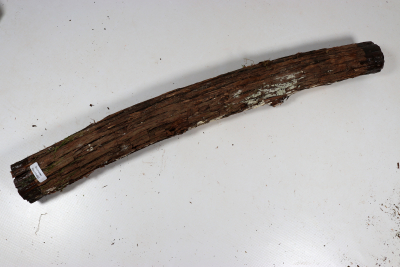 Stammabschnitt franz. Wacholder 515x50mm - Wach0490