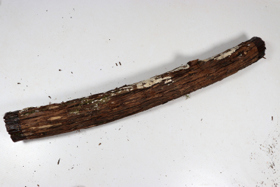 Stammabschnitt franz. Wacholder 515x50mm - Wach0490