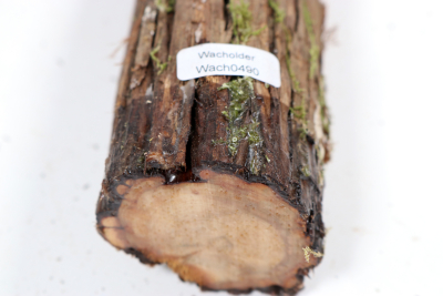 Stammabschnitt franz. Wacholder 515x50mm - Wach0490