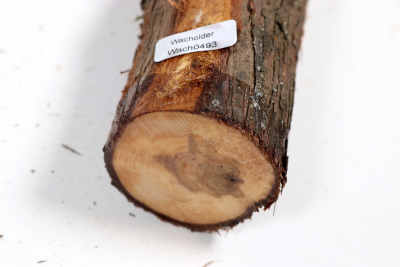 Juniper french 540x55mm - Wach0493