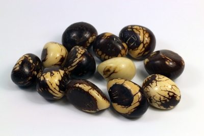 Tagua Nut polished five pieces