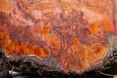 Tischplatte - Tabletop Eibe Maser 2570x670-890x75mm - EibT0211