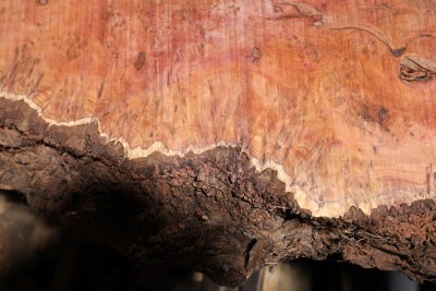 Tabletop Yew Burl 2570x540-930x75mm - EibT0210