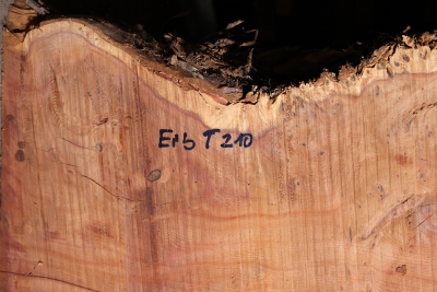 Tabletop Yew Burl 2570x540-930x75mm - EibT0210
