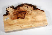 Horse Chestnut Burl 270x170x60mm...