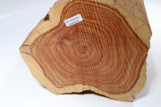 Log Brazilian Tulipwood 540x175x...