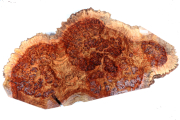 Chechen Burl 540x280x35mm - Chec...