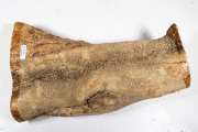 Stammabschnitt Buchsbaum 300x100...