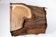 Stammabschnitt Ölweide 220x175mm...
