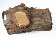 Stammabschnitt Ölweide 240x135mm...