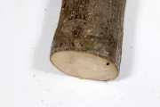 Stammabschnitt Stechpalme 250x50...
