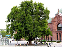 Ahornblättrige Platane (Platanus x hispanica)
