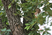 Amboyna (Pterocarpus indicus)