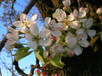Wildbirne (Pyrus pyraster)