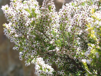 Bruyère - Tree Heath (Erica arborea) ©Jean-Pol GRANDMONT