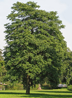 Götterbaum (Ailanthus altissima) ©Darkone