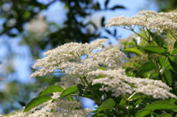 Schwarzer Holunder (Sambucus nigra) ©JeLuF